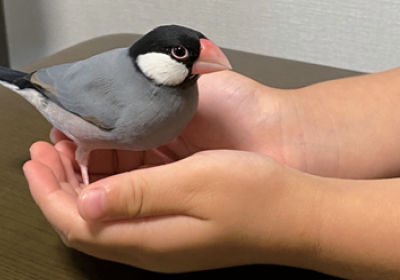 Pochitto(ぽちっト)神戸 | どうぶつ科学コミュニケーター通信