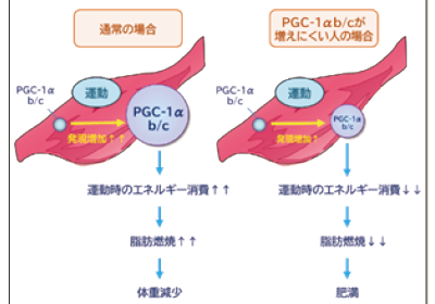 Pochitto(ぽちっト)神戸 | 神戸大学コラム
