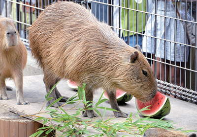 Pochitto(ぽちっト)神戸 | 神戸市立王子動物園