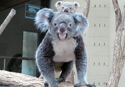 Pochitto(ぽちっト)神戸 | 神戸市立王子動物園