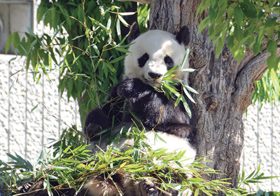 Pochitto（ぽちっト）神戸　｜　神戸市立王子動物園