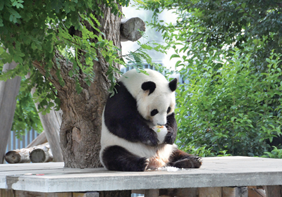Pochitto(ぽちっト)神戸 | 神戸市立王子動物園