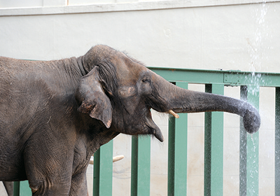 Pochitto（ぽちっト）神戸　｜　神戸市立王子動物園