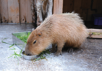 Pochitto（ぽちっト）神戸　｜　神戸市立須磨海浜水族園